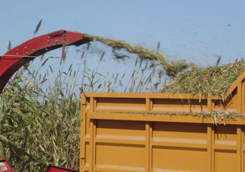 Picado de forraje de sorgo. Picado de forraje de sorgo.