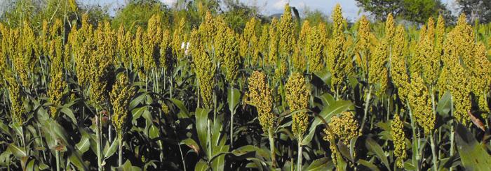 Se cosechan hasta 4 toneladas por hectárea de sorgo en temporal. Se cosechan hasta 4 toneladas por hectárea de sorgo en temporal.