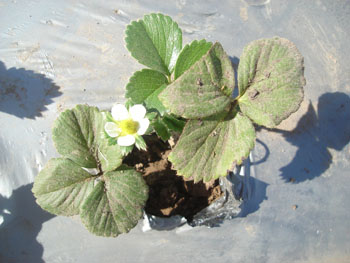 Los sistemas de plantación de fresa varían, dependiendo del ambiente y las metas de producción.
