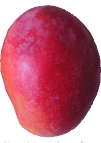 Mango de la variedad Van Dyke