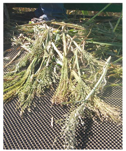 Cosechadora mecánica de sorgo escobero. Cosechadora mecánica de sorgo escobero.