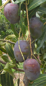 Mango de la variedad Manzanillo Núñez. 