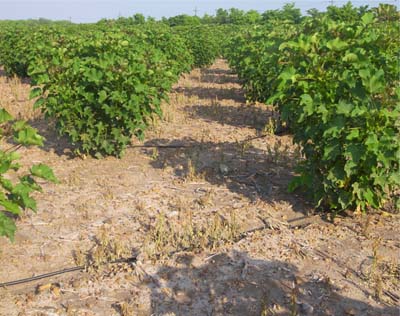 Plantación de jatropha con riego por goteo. Plantación de jatropha con riego por goteo.