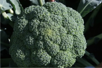 El cultivo de brócoli representa una alternativa para sembrarse en terrenos sinaloenses.