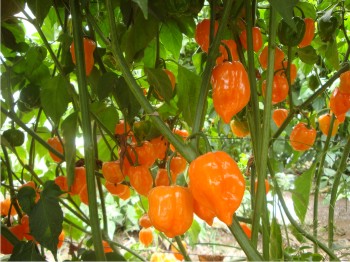 Carga de fruta en plantas de chile habanero establecidas en casa-sombra en el sur de Sinaloa.