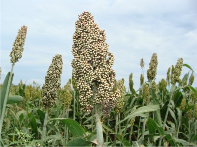 El material de sorgo Hegari alcanzó un rendimiento de 4 mil 145 kilogramos de grano por hectárea con la práctica de entarquinamiento.