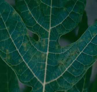 Manchas amarillentas en hoja de papaya.