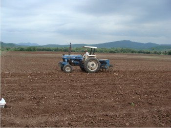 Figura 1. Marca de surco y fertilización para cultivar ajonjolí.