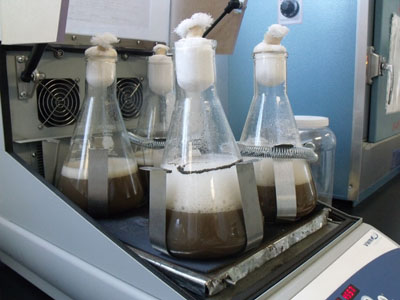 Figura 1. Producción de hongos entomopatógenos en el laboratorio de bioinsecticidas del Biotecsin en el Centro Interdisciplinario de Investigación para el Desarrollo Integral Regional (CIIDIR)-Sinaloa.