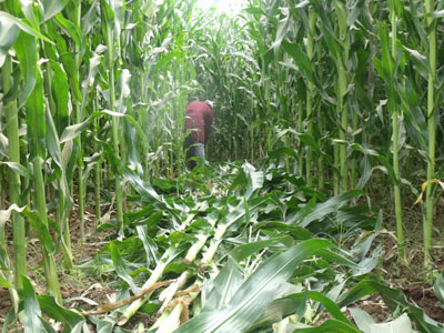 Figura 2. Delimitación de tratamientos para las pruebas de campo con respecto a efectividad biológica de los hongos entomopatógenos.