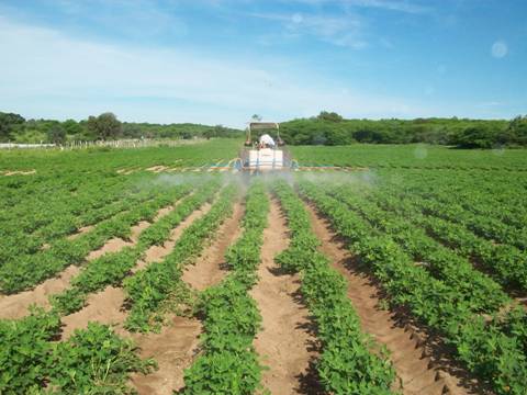 Figura 1. Aplicación de fertilizantes foliares al cultivo de cacahuate.