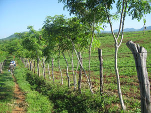 Cerco vivo de arellano en área agrícola.