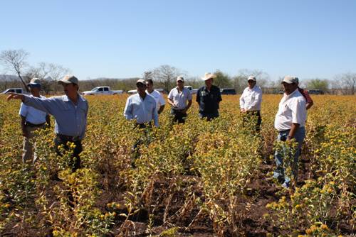 El Instituto Nacional de Investigaciones Forestales, Agrícolas y Pecuarias (INIFAP) validó variedades de cártamo  durante dos ciclos agrícolas con resultados de tolerancia a la falsa cenicilla.