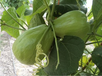 Figura 1. Frutos de chayote en desarrollo.