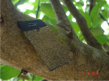 Figura 2. Cartulina con huevecillo de crisopa comanche, depredador de D. citri.