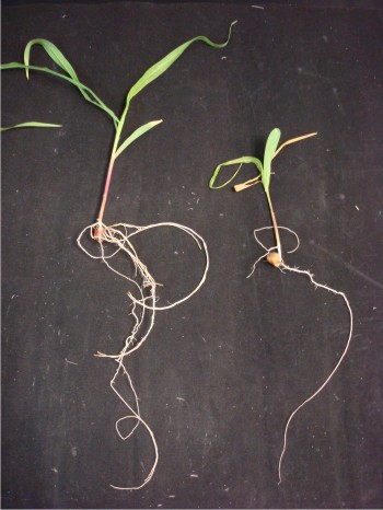 Figura 2. Planta tratada con Fv (derecha) mostrando el efecto negativo en raíz y planta tratada con Fv y uno de los antagonistas mostrando el efecto protector del antagonista sobre el hongo (izquierda). Figura 2. Planta tratada con Fv (derecha) mostrando el efecto negativo en raíz y planta tratada con Fv y uno de los antagonistas mostrando el efecto protector del antagonista sobre el hongo (izquierda).
