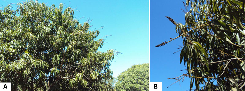 Figura 2. A) Árbol de mango Manila sin amarre de fruto. B) Inflorescencias con flores muertas en el ápice; el eje principal o escapo no muestra daños por frío.