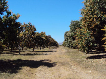 Figura 4. Huerta de mango Kent izquierda, y Tommy Atkins derecha en el municipio de Rosario, Sin., sin daño por frío.