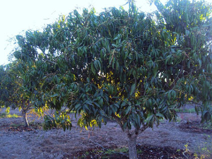 Figura 5. Huerta de mango Ataulfo, en el municipio de Escuinapa, Sin., sin daño por frío.