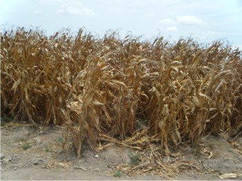 Figura 1.Tratamientos de lixiviados de lombriz combinados con químicos en maíz (etapa de madurez fisiológica), en el Campo La Despensa, municipio de Ahome.