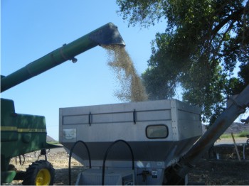 Figura 2. Trilla del cultivo de maíz, el 16 de julio  de 2011 en el Campo La Despensa.