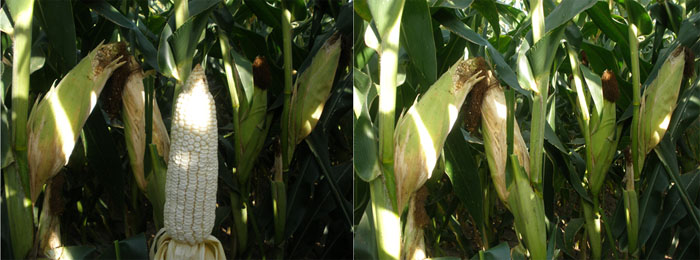 Figura 1. Características de la etapa R5 (grano dentado), donde ya no se recomienda aplicar riego.