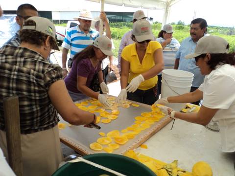 Figura 2. Muestra del proceso para cortar los orejones de mango.