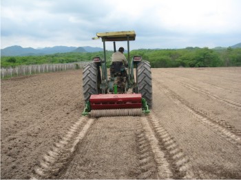 Figura 1. Siembra de pasto Buffel.