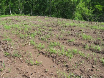 Figura 2. Emergencia de pasto Buffel.