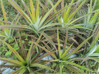 Figura 1. Planta de piña de la variedad Cayena Lisa.