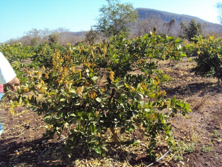 Figura 2. Daño por helada en follaje y brotes jóvenes  de limón persa.