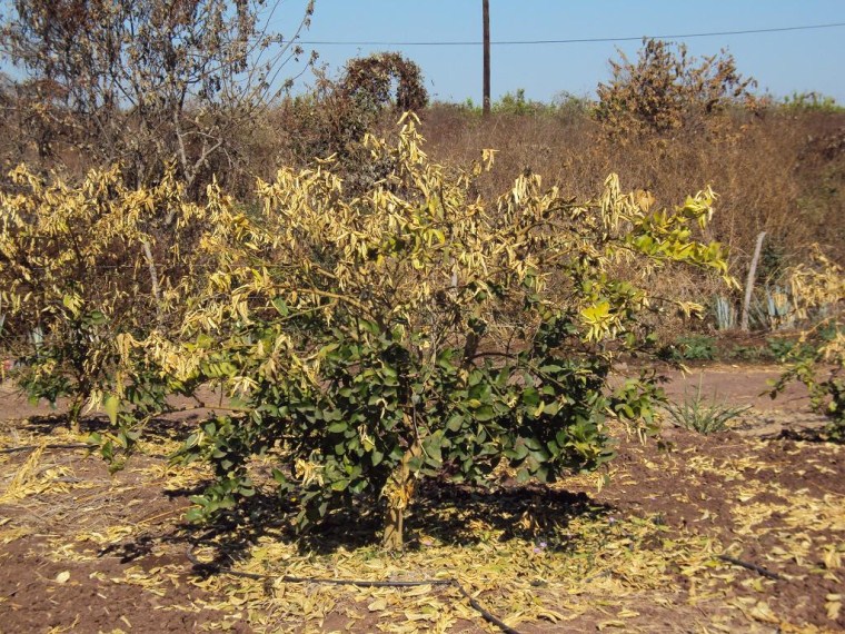 Figura 4. Daño por helada en 50 % del árbol de limón persa.