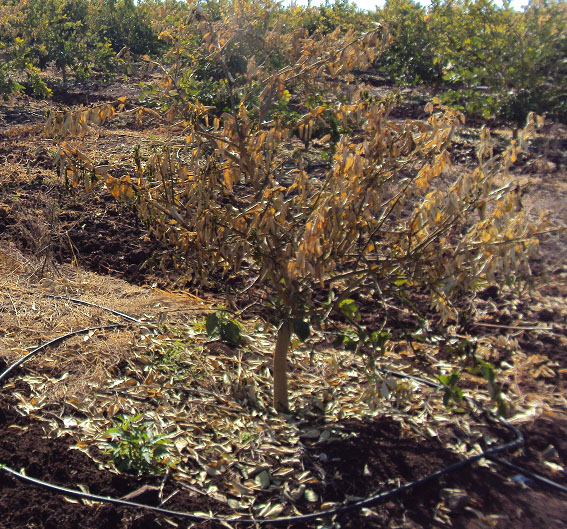 Figura 5. Quemadura del follaje y ramas principales por helada en limón persa.