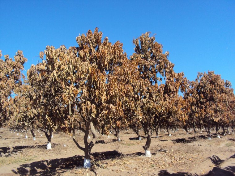 Figura 1. Daño por helada en follaje y tallos apicales y subapicales en mangos adultos de ?Kent?.