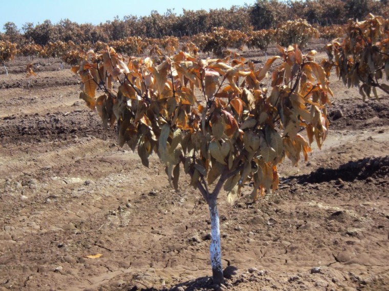 Figura 3. Árboles jóvenes de mango ?Kent? dañados por helada.