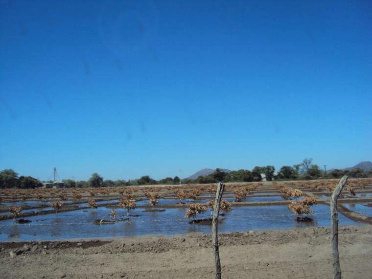 Figura 4. Árboles jóvenes de mango ?Kent? dañados por helada, con riego por inundación; evitar este tipo de manejo.