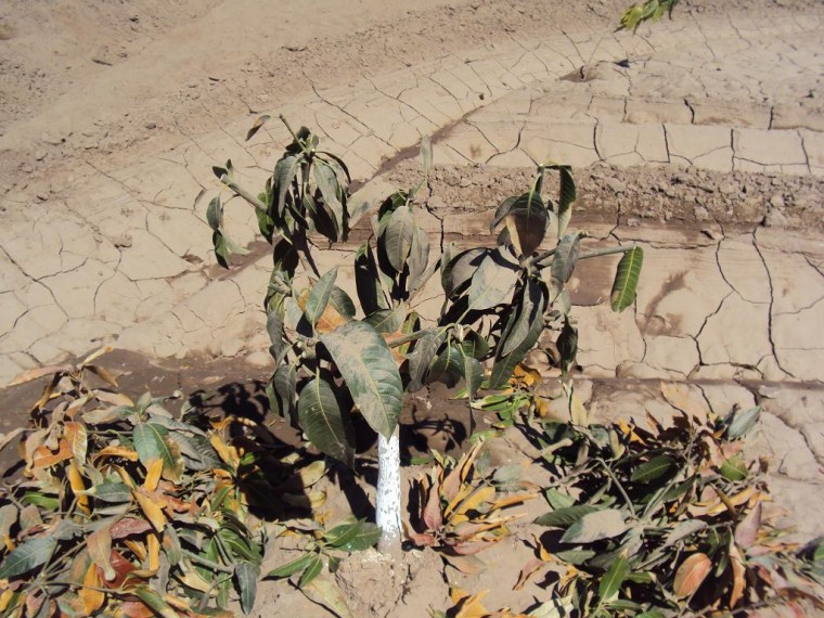 Figura 5. Árbol joven de mango ?Kent? podado después de sufrir daño parcial por heladas.