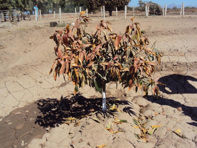 Figura 6. Árbol joven de mango ?Kent? con daño parcial por heladas.