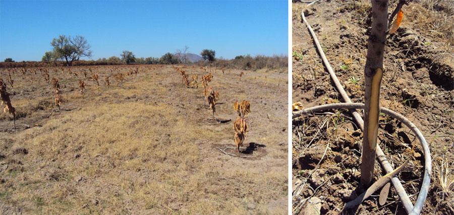 Figura 7. Huerto de mango ?Kent? recién  plantado con daño total por heladas (izquierda). Corte en corteza de tallo, se observa tejido muerto (derecha).