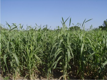 Figura 1. Lote de sorgo Dulce en Estación obispo, Culiacán,