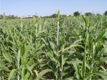 Figura 2. Lote de sorgo variedad Mazatlán 16 en Estación obispo.