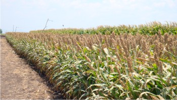 Figura 2. Variedad experimental de sorgo, Amarillo Precoz.