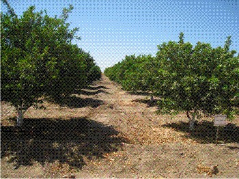 Figura 1. Árboles de cítricos en el Campo Sinaloa.