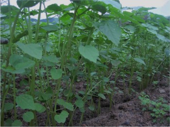 Figura 1. Cultivo de kenaf a los 25 días de sembrado.
