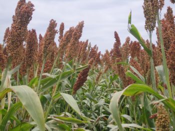 Sorgo Gavatero 203, establecido en condiciones de riego.