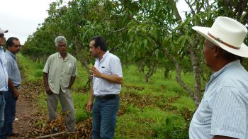 Capacitación a productores de mango