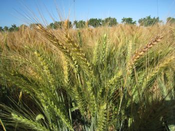 Trigo en grano lechoso o masoso.