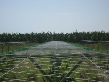 Estructurado tipo T para cultivo de maracuyá.